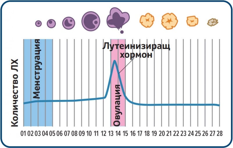 Количество лутеинизиращ хормон