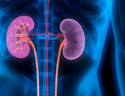 5 признака, които могат да говорят за проблем с бъбреците