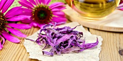 Ехинацея - билката на индианците, която помага при настинка и дори рак