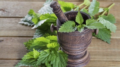 Копривата - вкусна и ужасно полезна!