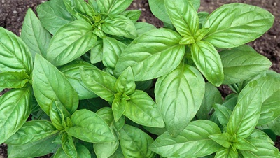 Кои са ползите за здравето от босилека?