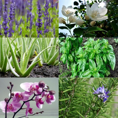 6 растения, които борят стреса и пречистват въздуха у дома