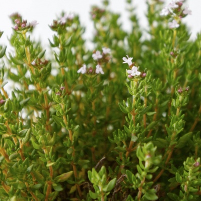 Мащерката държи далеч рак и сърдечносъдови болести