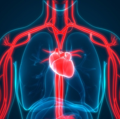 Как да подобрим кръвообращението си и да се радваме на по-добро здраве?
