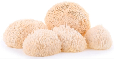 Здраве за мозъка, сърцето и имунитета - гъбата Лъвска грива (Hericium erinaceus)