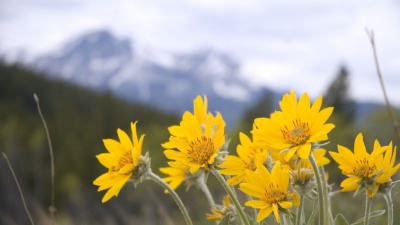Арниката от векове се използва за болки и натъртвания