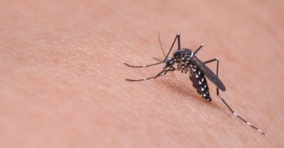 3 съвета как да държим комарите далеч от дома