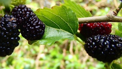 Чаят от черница помага при различни здравословни проблеми