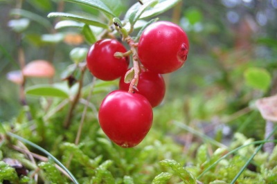 Червените боровинки - полезни срещу цистит