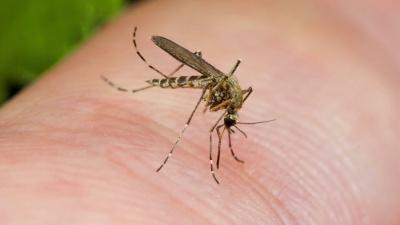3 съвета как да държим комарите далеч от дома