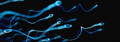 10 храни, които подпомагат производството на сперматозоиди
