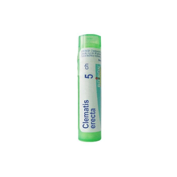 КЛЕМАТИС ЕРЕКТА 5 CH / CLEMATIS ERECTA 5 CH