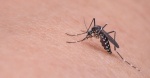 3 съвета как да държим комарите далеч от дома