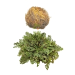 ЙЕРИХОНСКА РОЗА 1 брой / EL COMPRA ROSE OF JERICHO